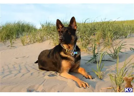 German Shepherd